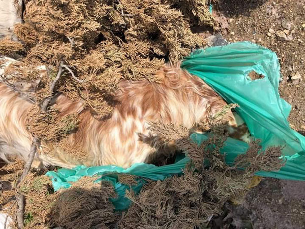 ИЖИВЉАВАЊЕ НАД ЖИВОТИЊАМА У ЧАЊУ: Мучено и отровано седам паса